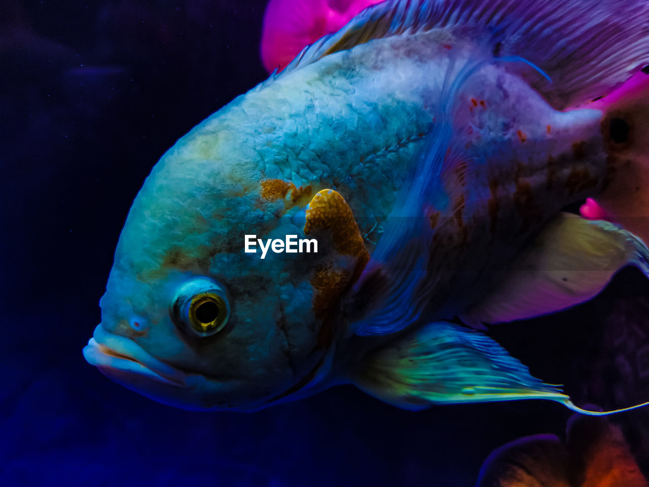 Oscar fish 