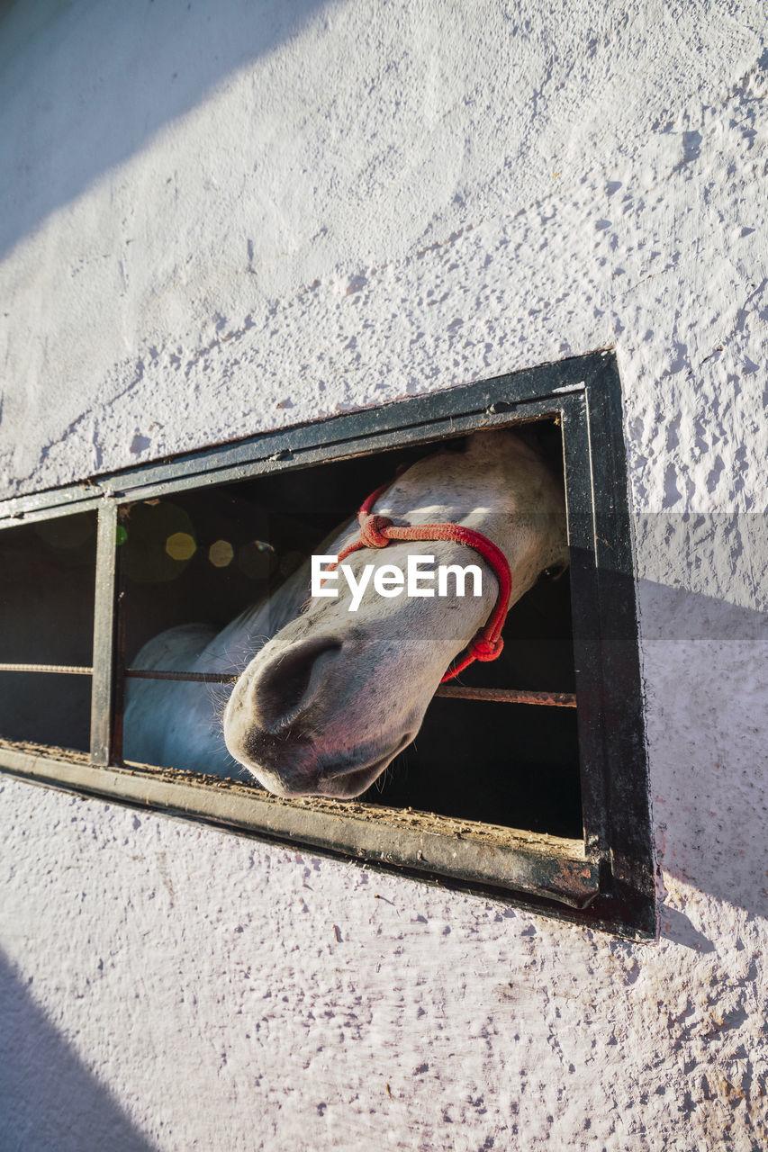 Horse peeking out of window while standing in stable