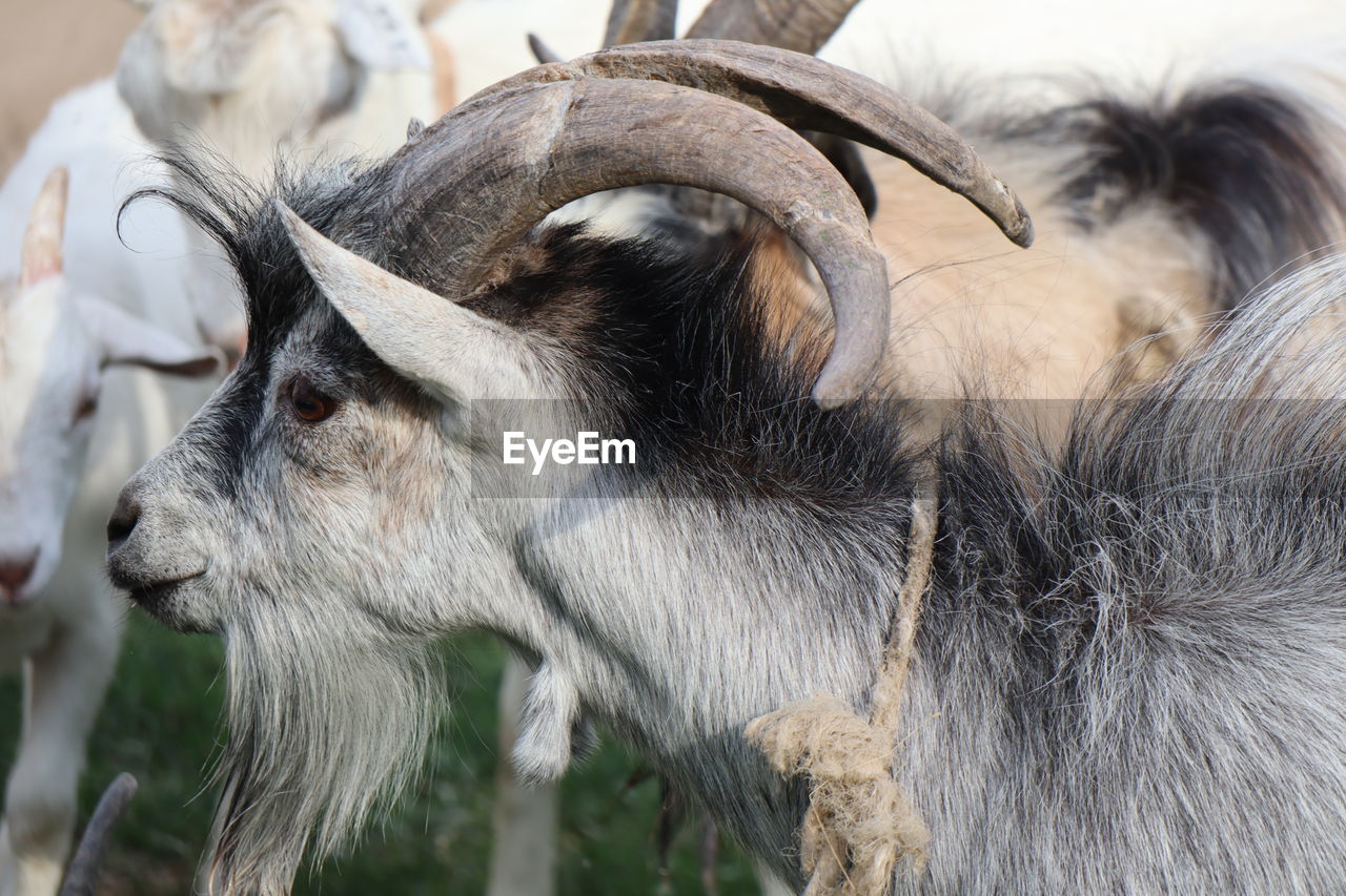 Close-up of goat