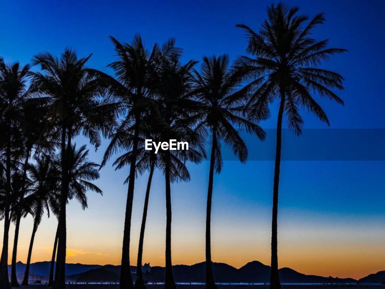 Palm trees against sky during sunset