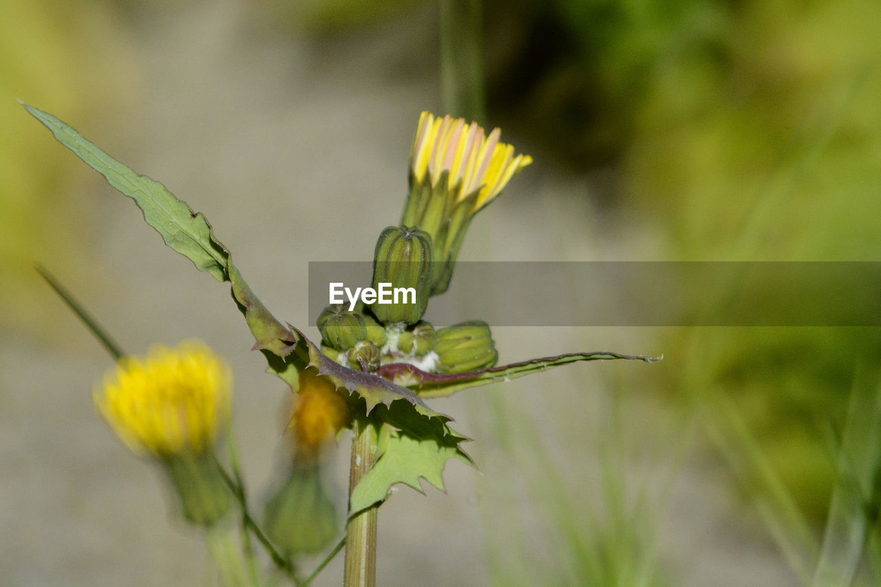 Close-up of yellow flowers blooming outdoors