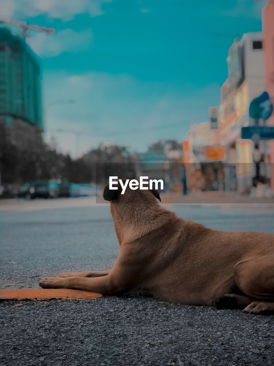Dog lying in a city