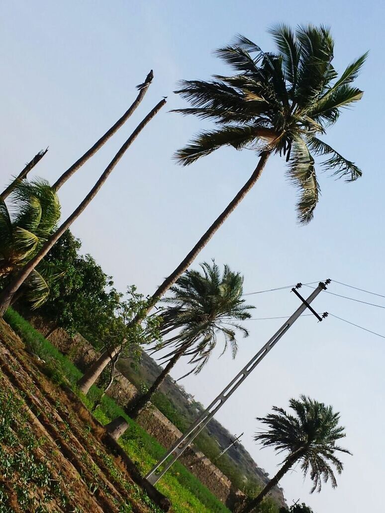 LOW ANGLE VIEW OF PALM TREES AGAINST THE SKY