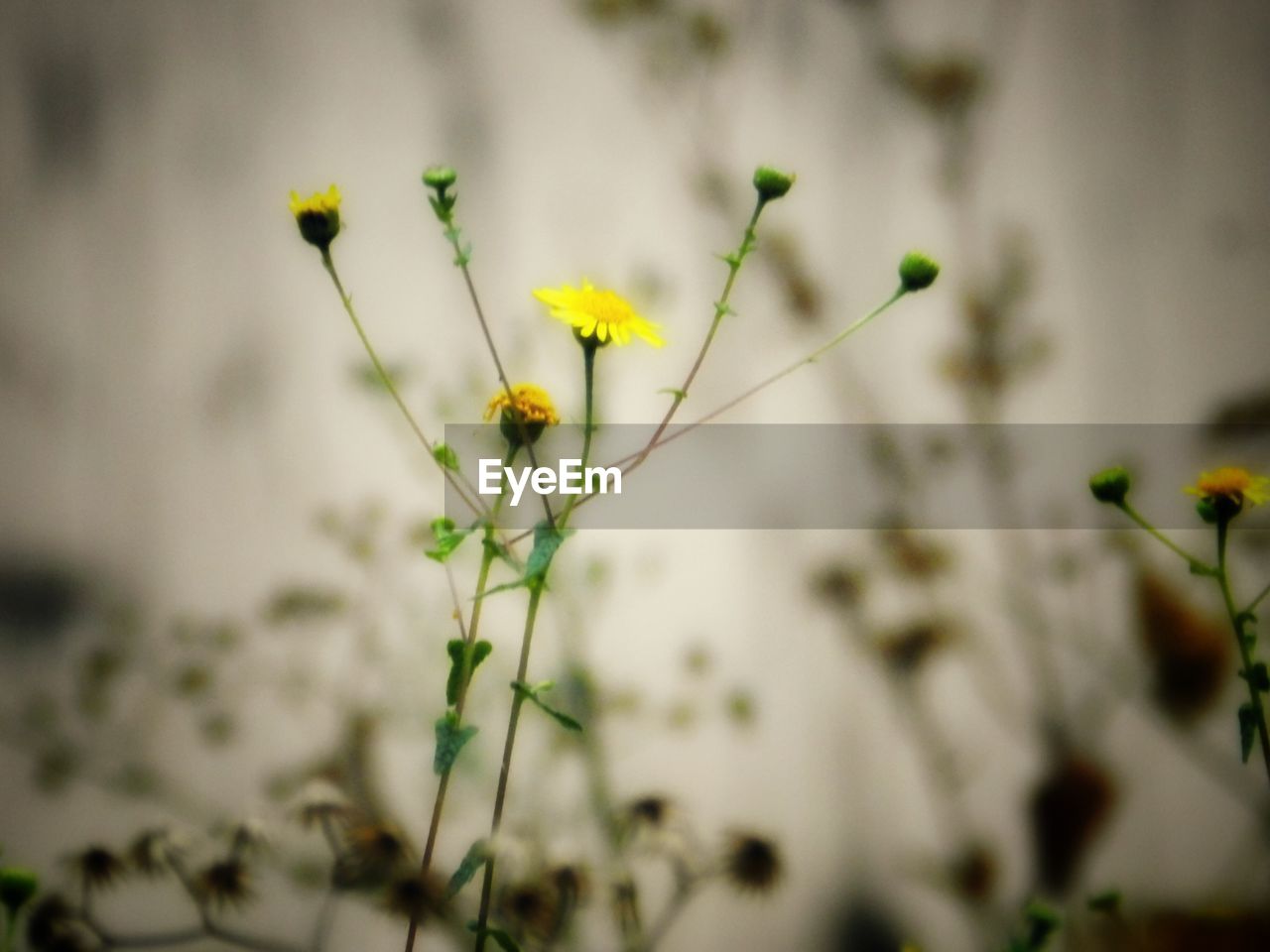 CLOSE-UP OF YELLOW FLOWERS BLOOMING