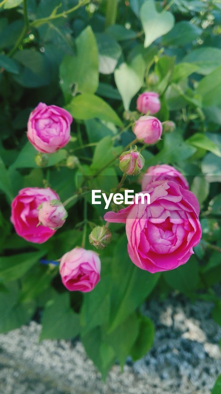 PINK ROSE BLOOMING OUTDOORS