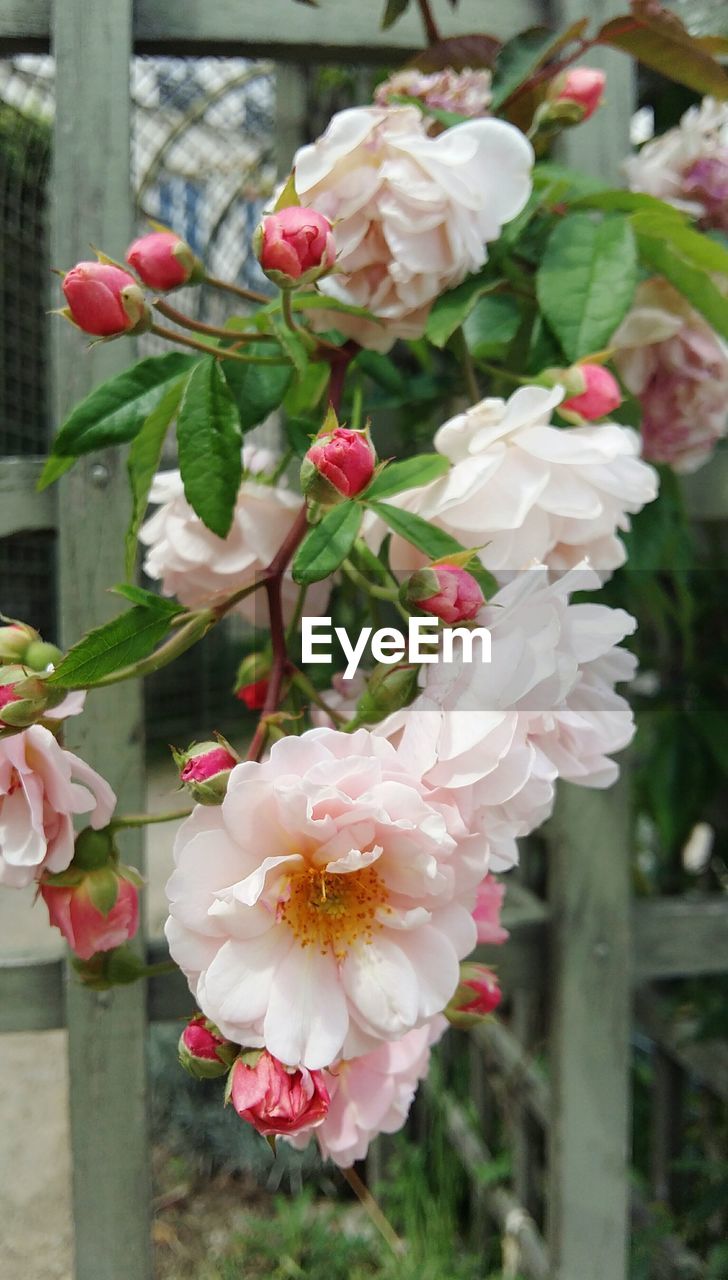 CLOSE-UP OF WHITE ROSE BLOOMING OUTDOORS