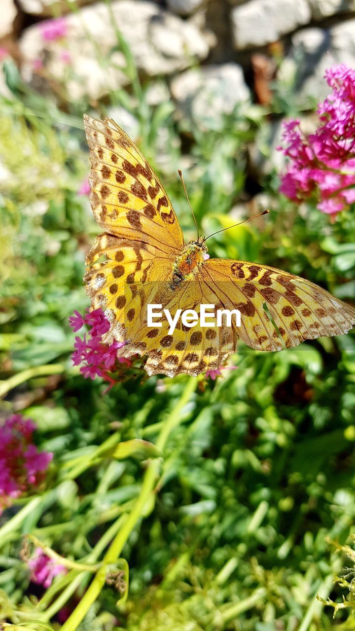 BUTTERFLY ON FLOWER