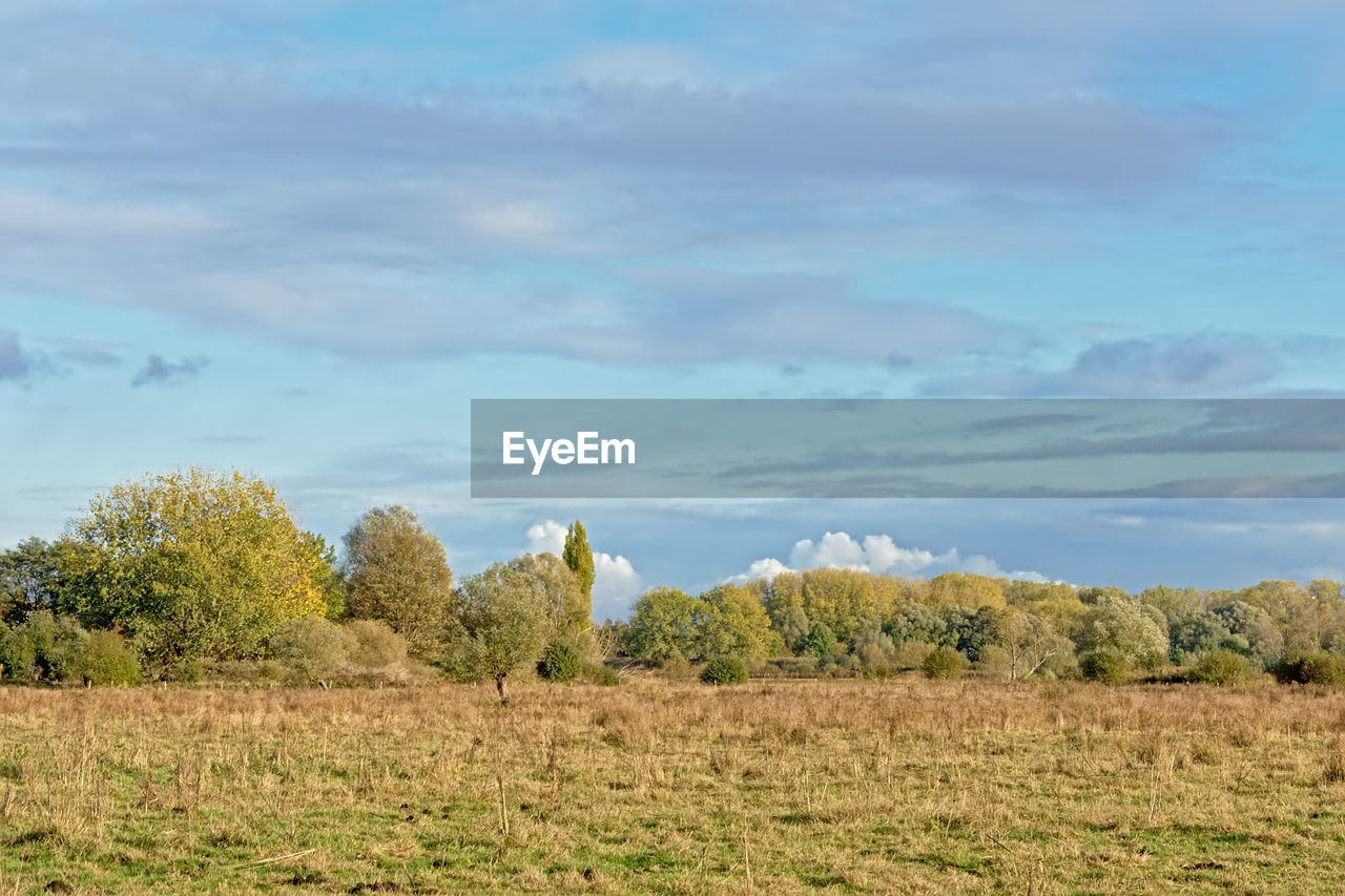 PLANTS GROWING ON FIELD AGAINST SKY