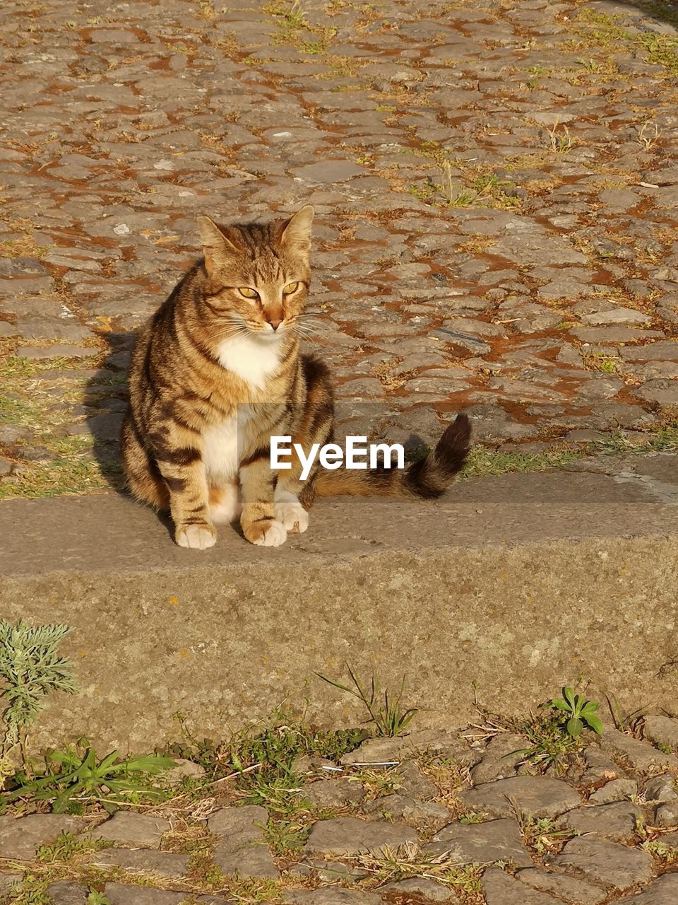 CAT SITTING ON FIELD BY LAND