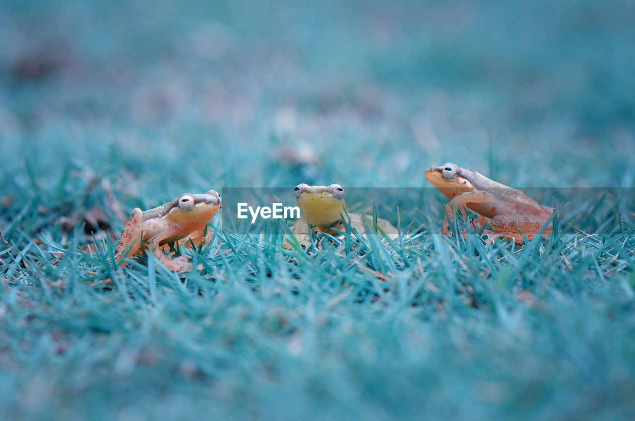 Close-up of frogs on grassy field