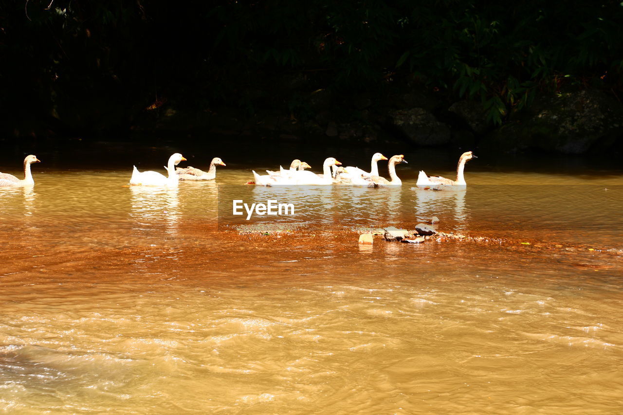 VIEW OF SWANS IN LAKE