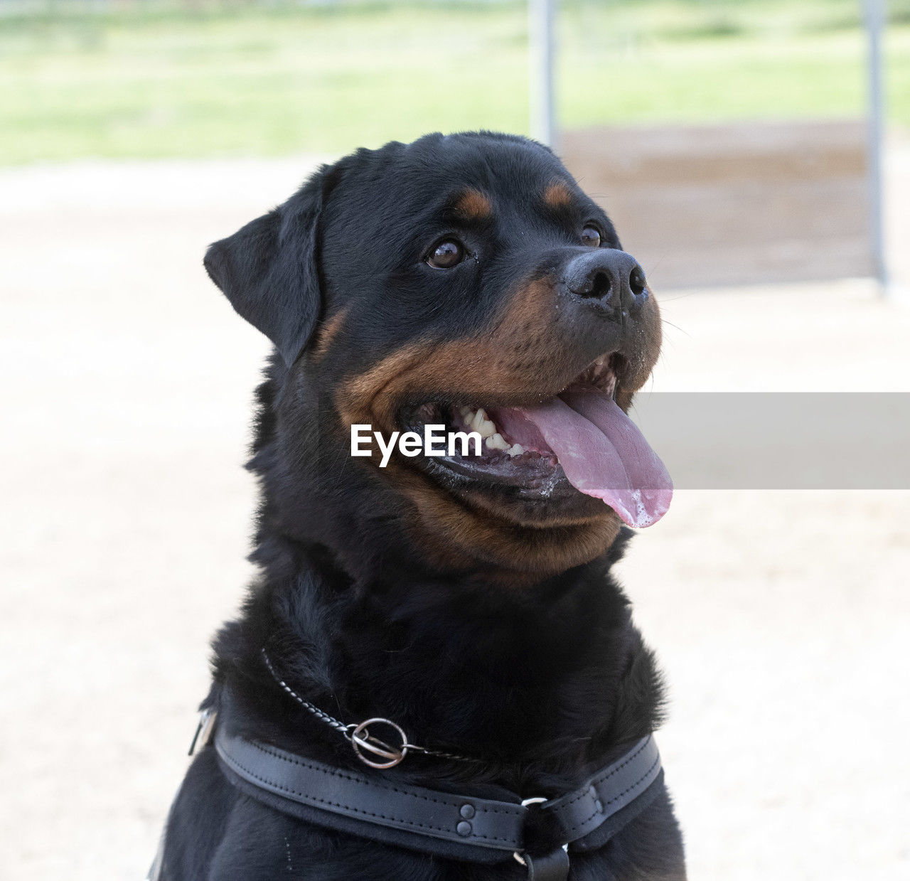 one animal, dog, animal themes, canine, animal, pet, domestic animals, mammal, collar, black, pet collar, looking, day, rottweiler, focus on foreground, animal body part, sticking out tongue, looking away, no people, facial expression, portrait, outdoors, nature