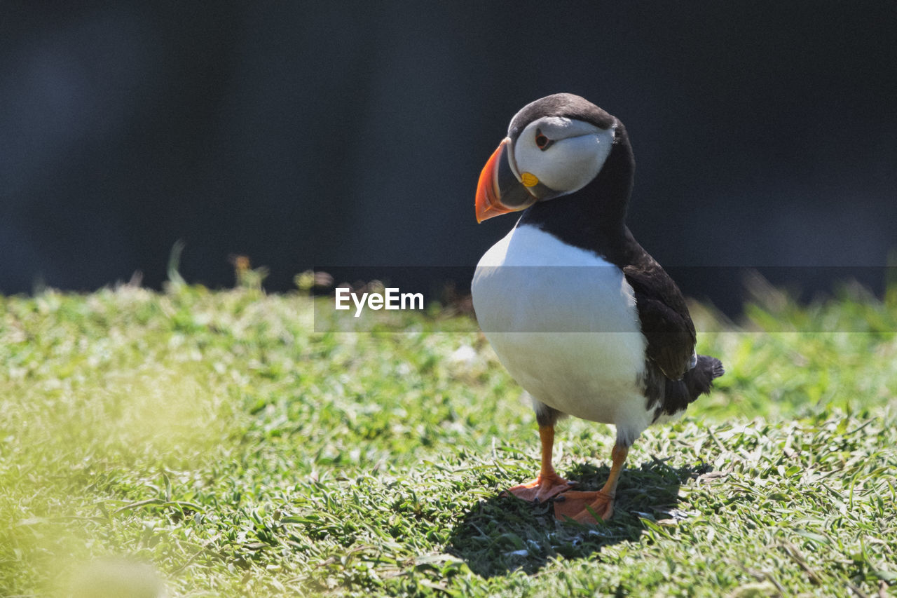 Close-up of puffin perching on a cliff edge