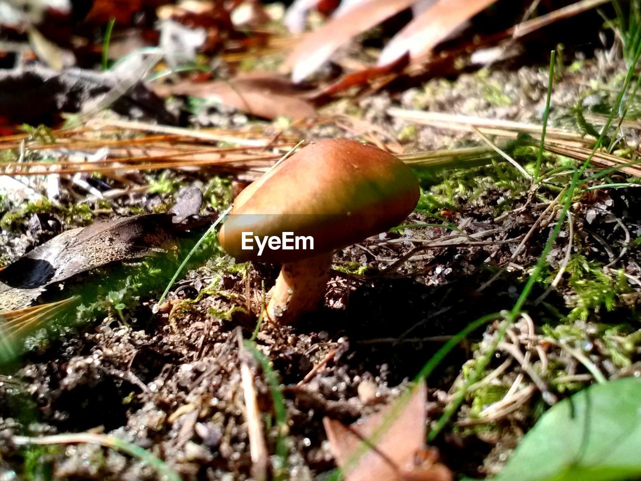 CLOSE-UP OF MUSHROOM ON FIELD