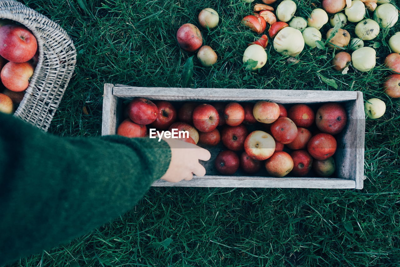 Cropped hand woman filling container with apples on grassy field