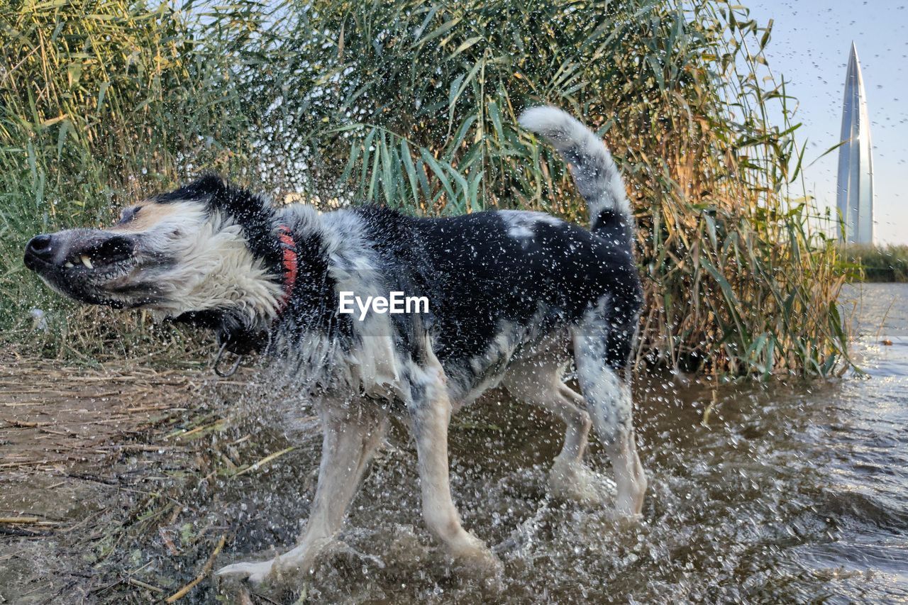 Dog after evening bath