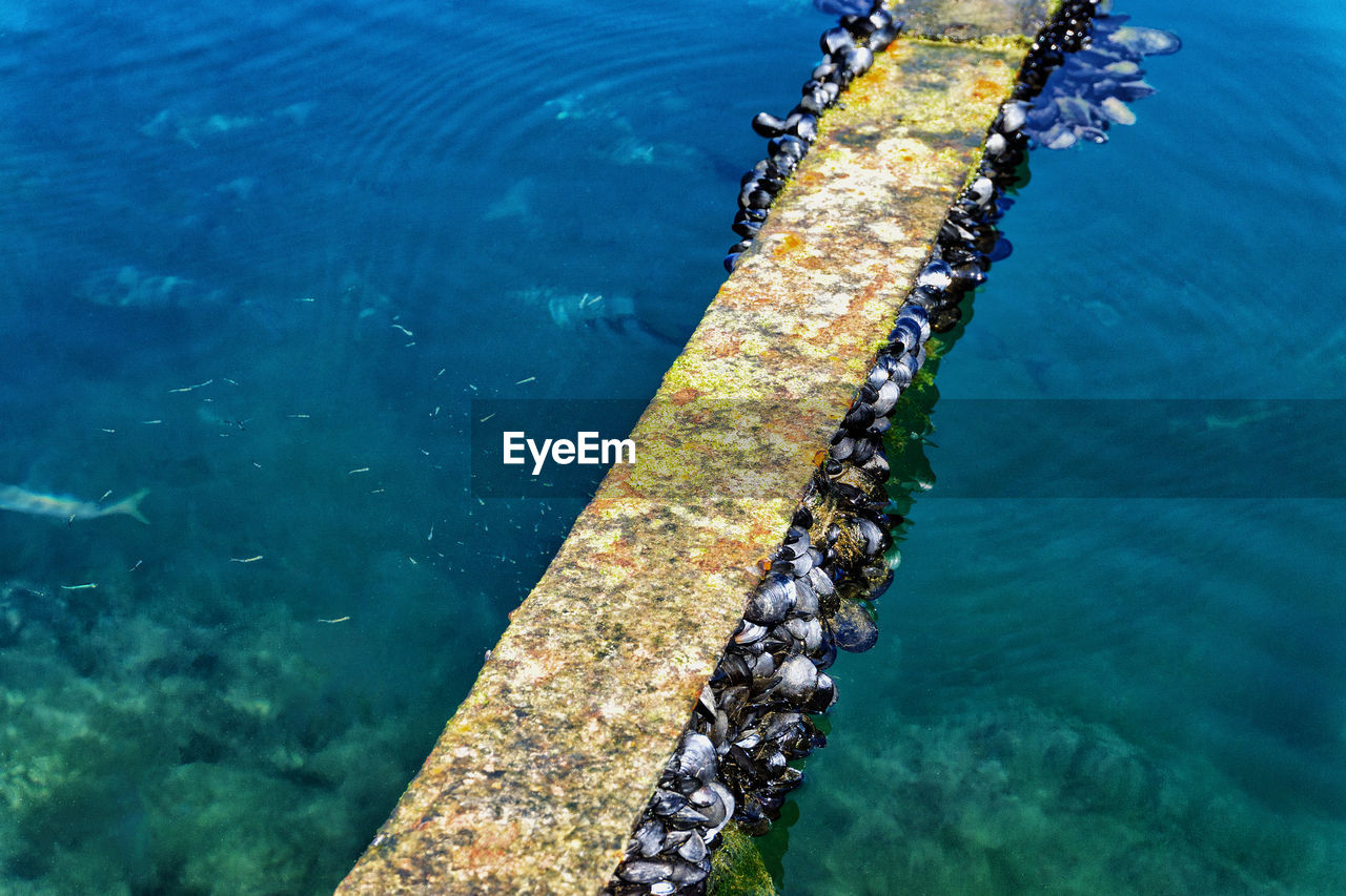 HIGH ANGLE VIEW OF ANIMAL SWIMMING IN SEA