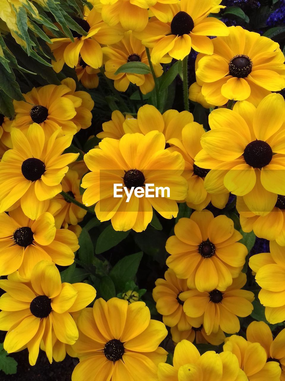 HIGH ANGLE VIEW OF YELLOW FLOWERS IN BLOOM