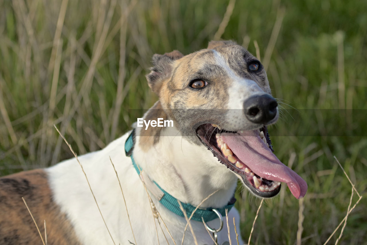 CLOSE-UP OF A DOG LOOKING AWAY