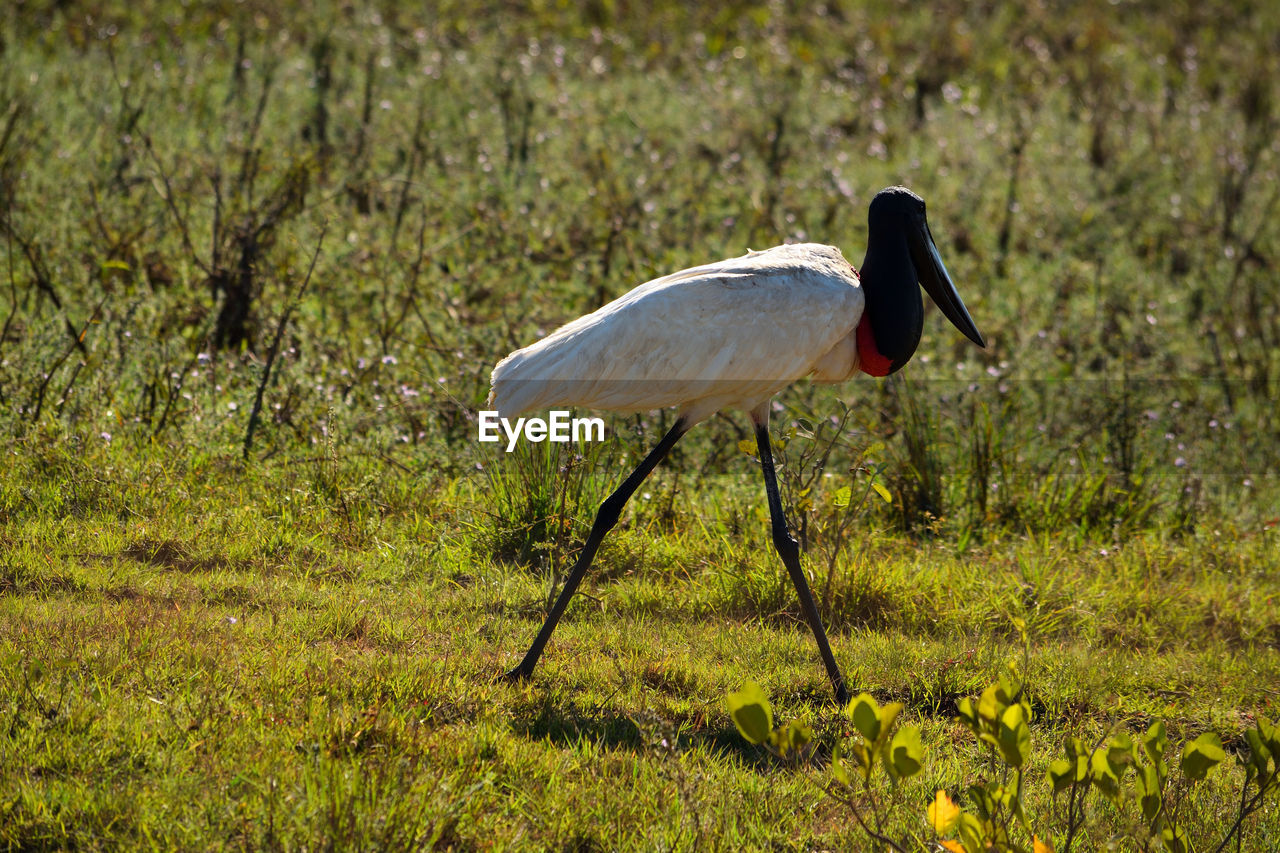 Jabiru stork flying on rio cuiaba, pantanal matogrosso brazil