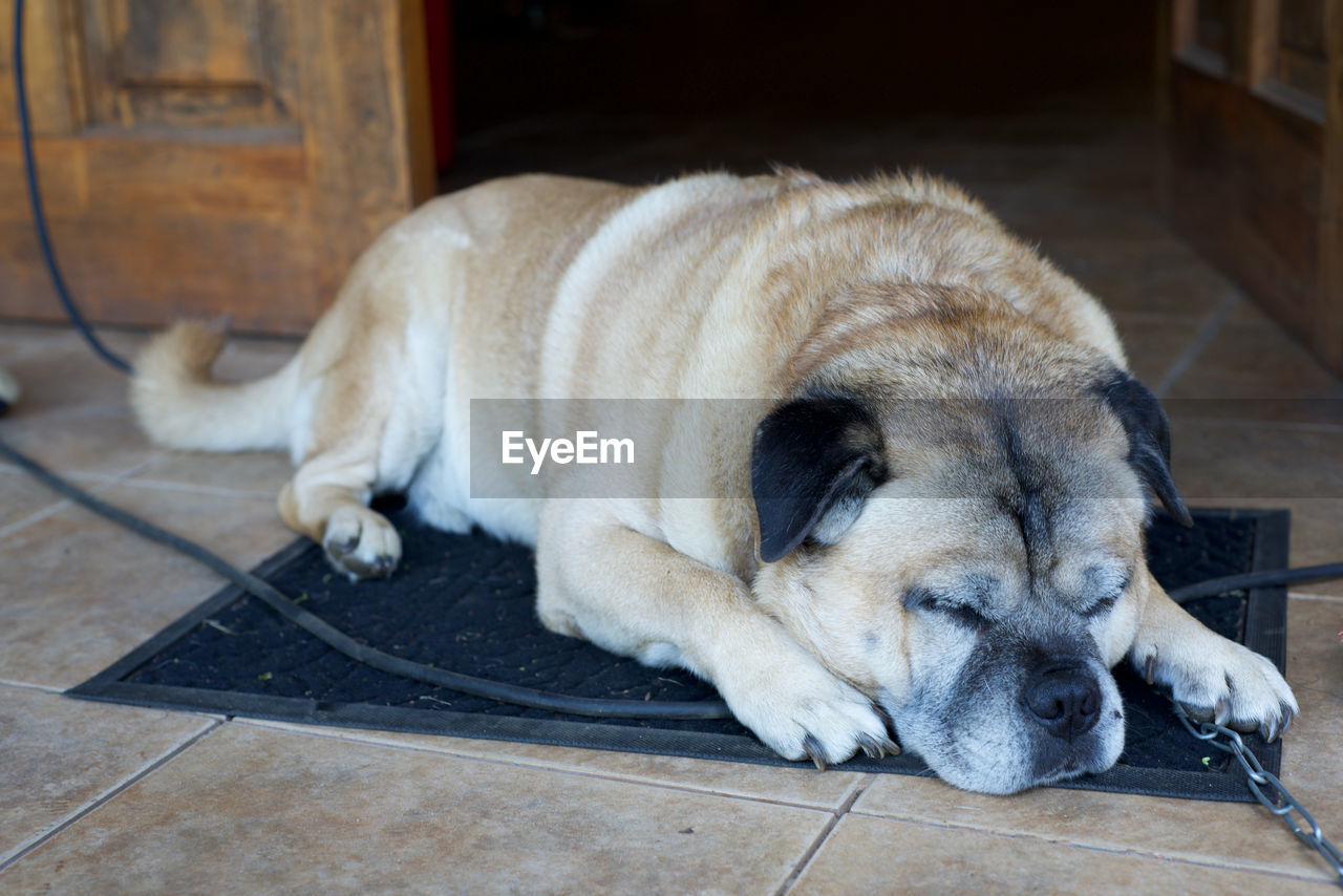 CLOSE-UP OF DOG SLEEPING ON TILED FLOOR