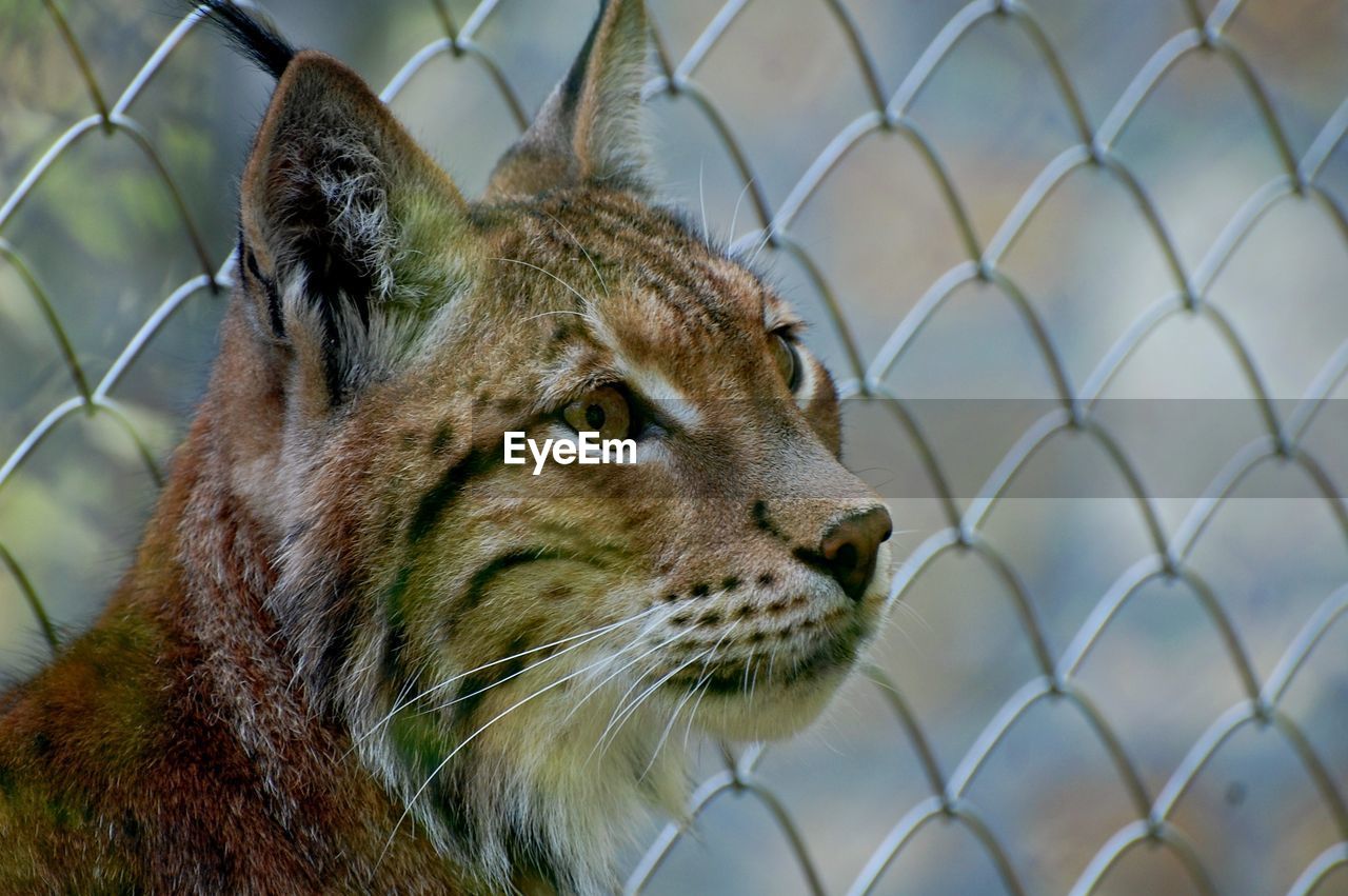 CLOSE-UP OF GIRAFFE IN CAGE