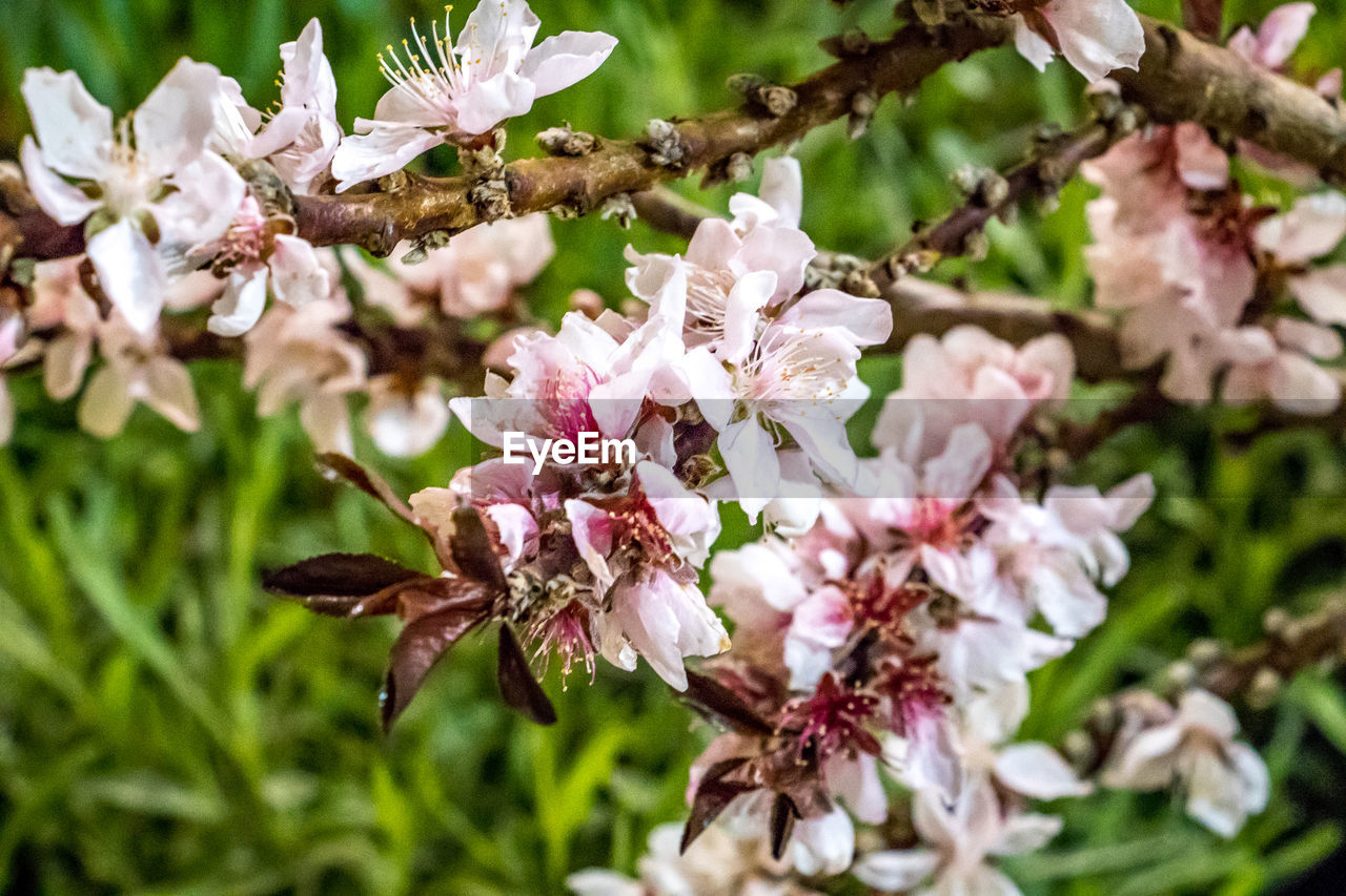 CLOSE-UP OF FLOWERS ON TREE