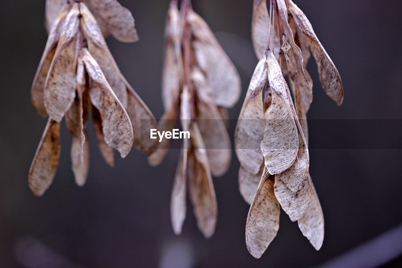 CLOSE-UP OF DRY LEAVES HANGING OUTDOORS