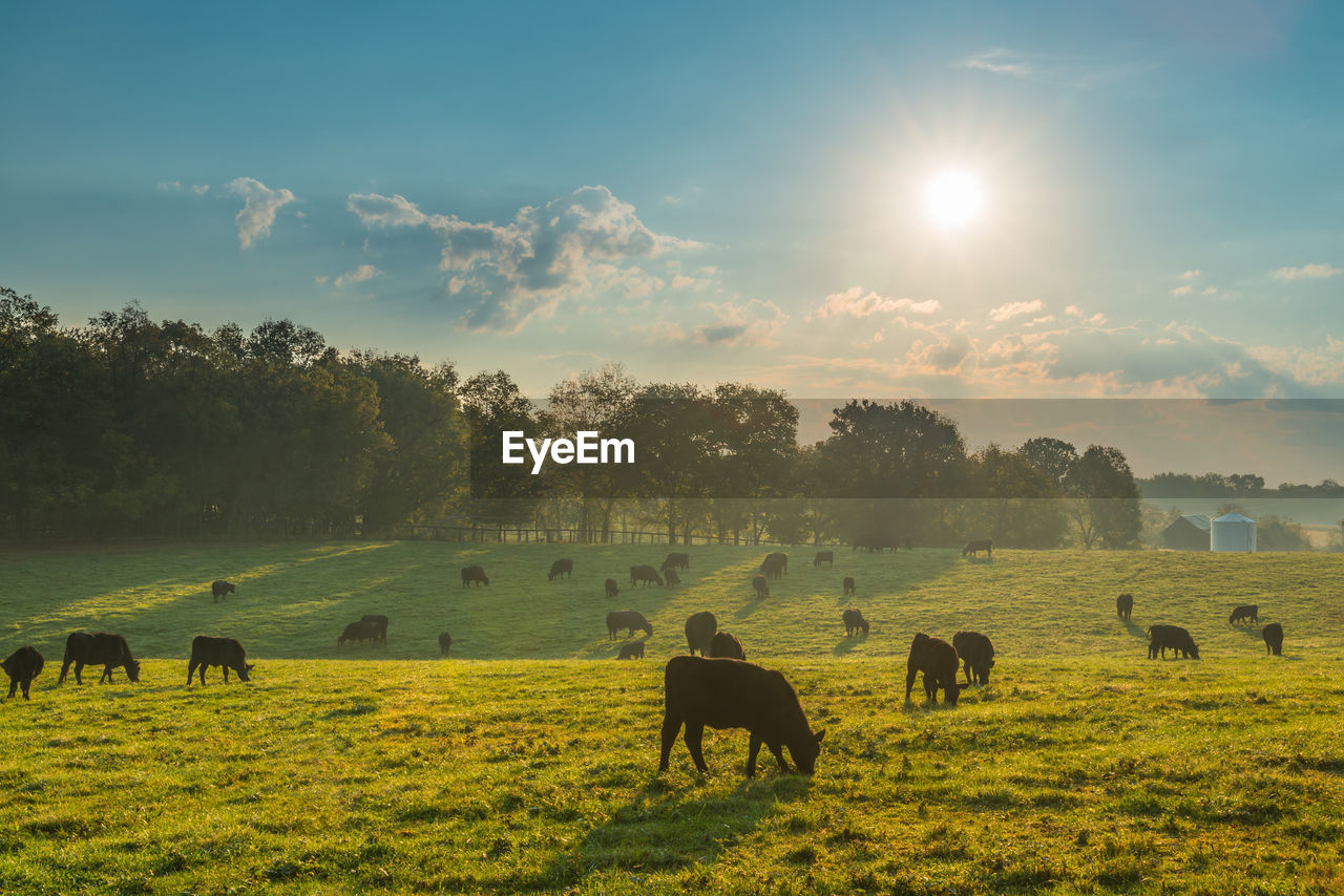 Cows grazing in early morning fog.