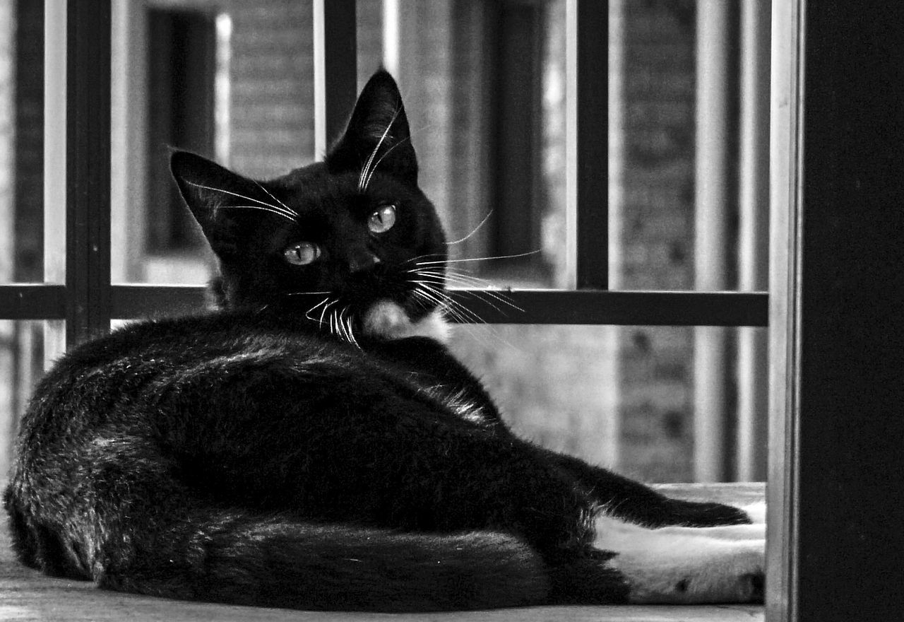 Portrait of black cat sitting on window sill