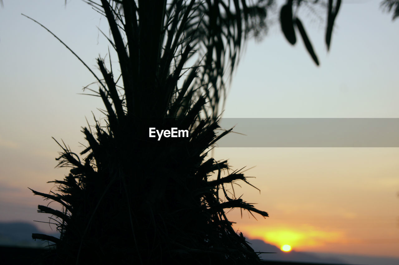 LOW ANGLE VIEW OF PALM TREE AGAINST SKY