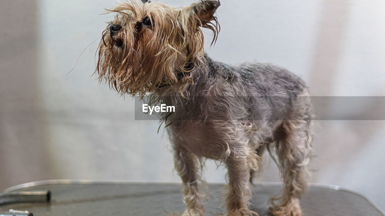 animal themes, animal, mammal, one animal, pet, domestic animals, dog, canine, terrier, no people, wet, animal hair, standing, focus on foreground, lap dog, day, carnivore