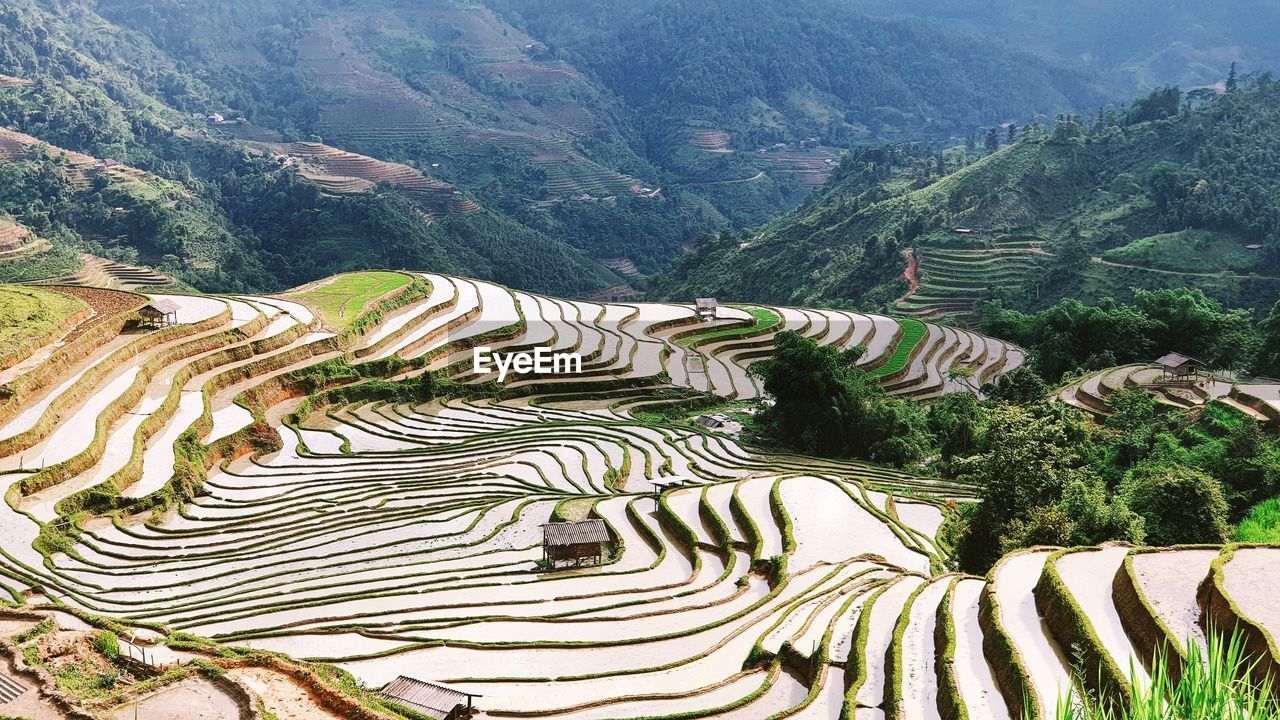 Scenic view of agricultural field