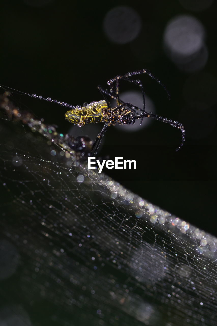 Close-up of spider on web