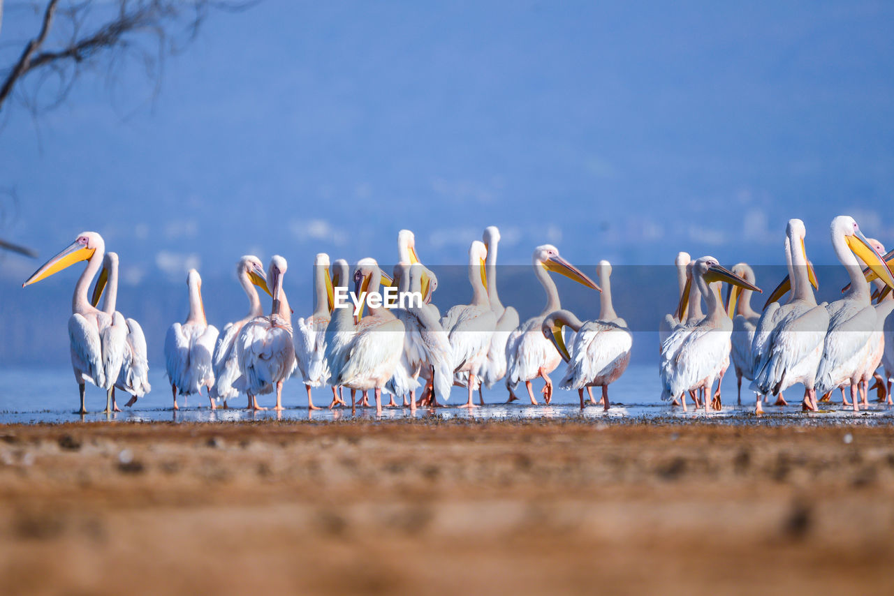 BIRDS ON BEACH