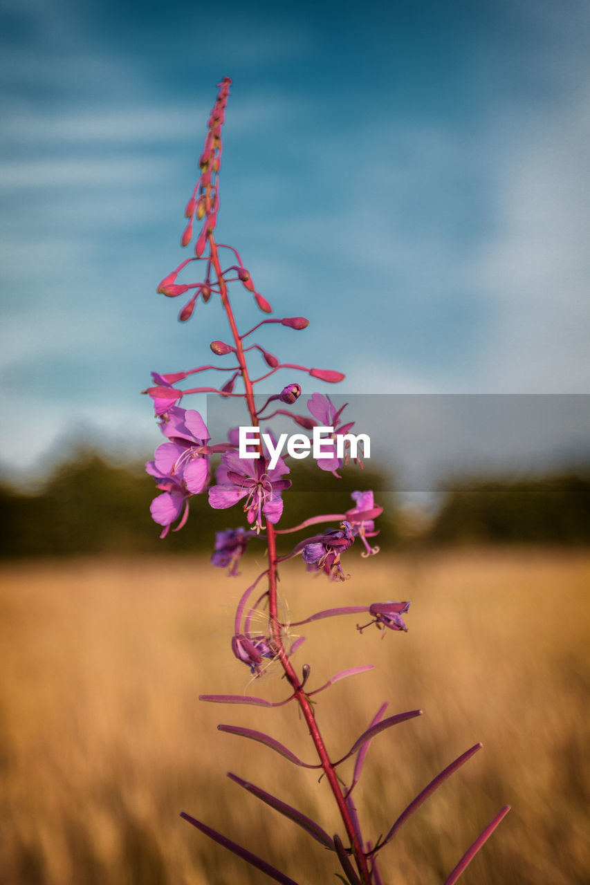 Close-up of pink flowers blooming in field