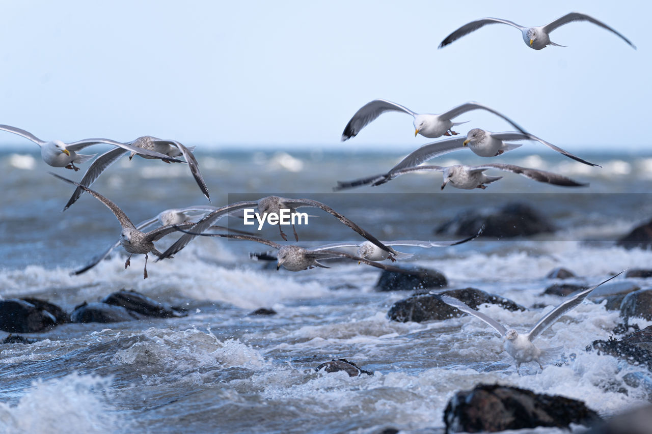 animal wildlife, wildlife, animal themes, animal, bird, group of animals, water, nature, flying, winter, sea, no people, motion, large group of animals, cold temperature, beauty in nature, spread wings, flock of birds, environment, outdoors, snow, day, land, seagull, seabird, scenics - nature, animal migration, sky, wave, ice