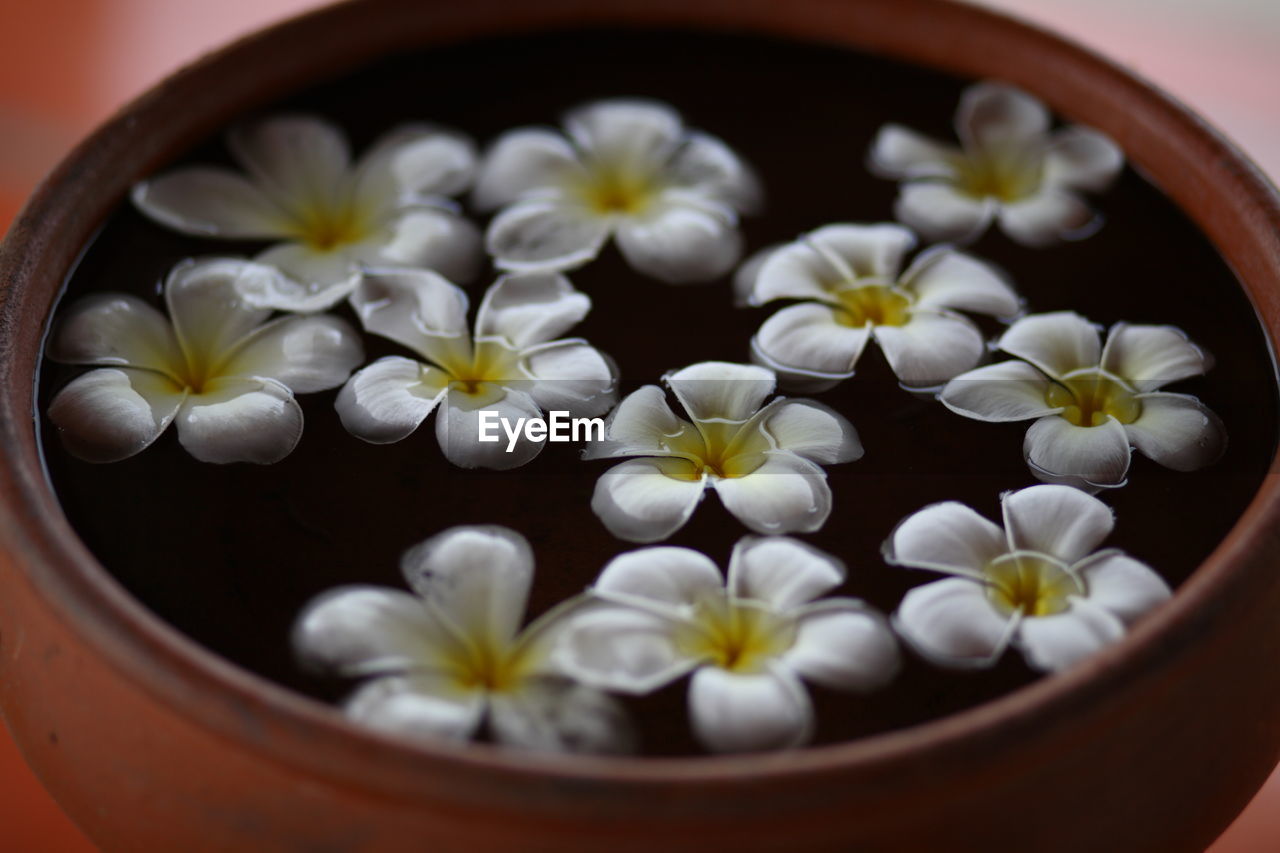 High angle view of frangipanis floating in container