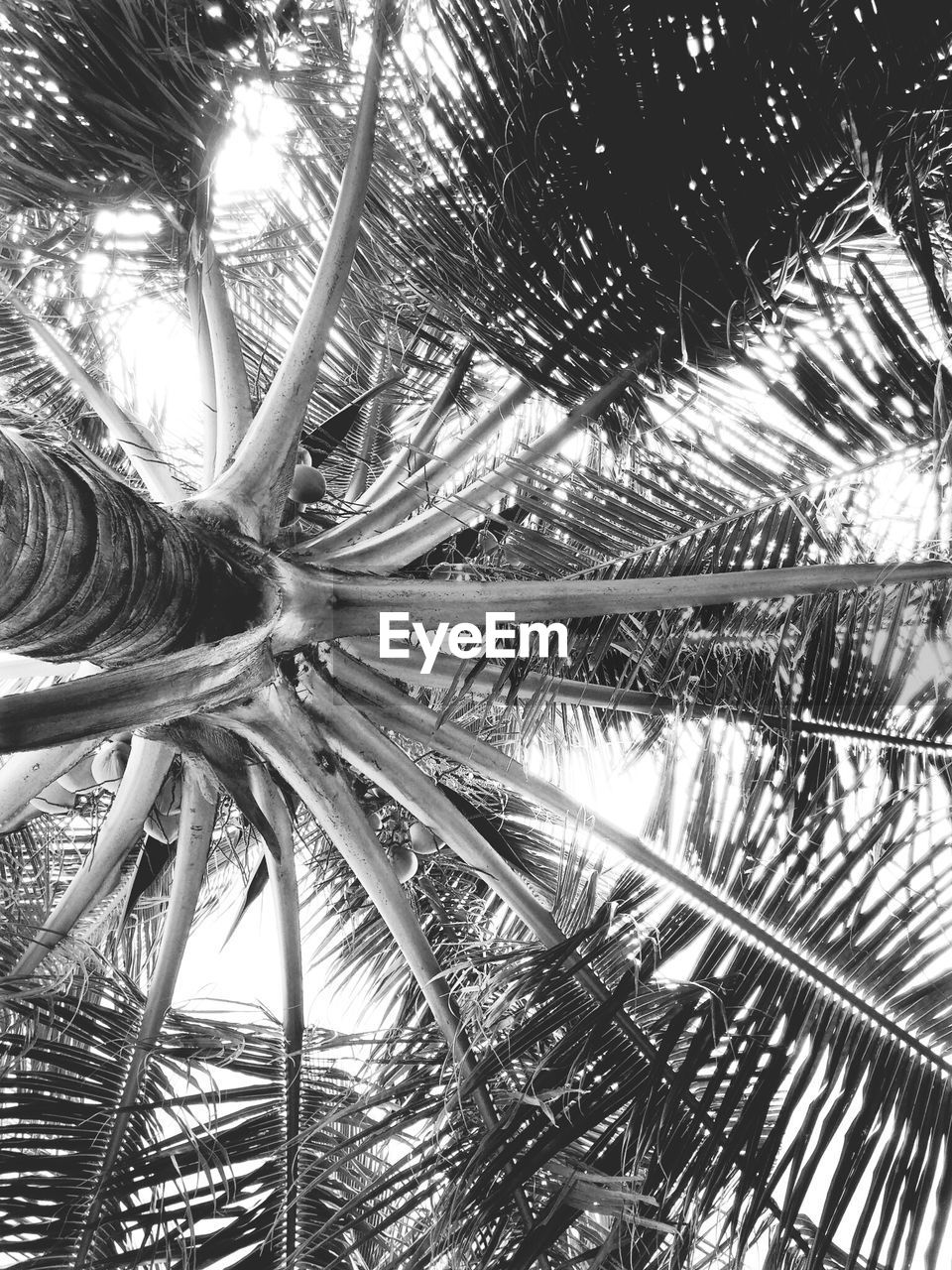 Directly below shot of coconut palm tree