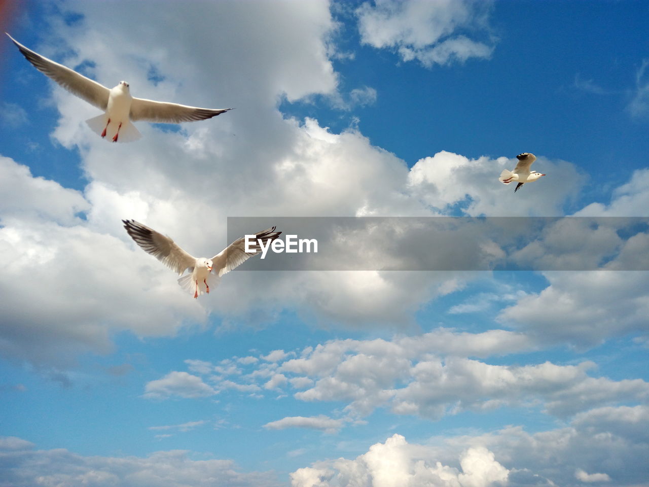 Low angle view of seagulls flying in sky