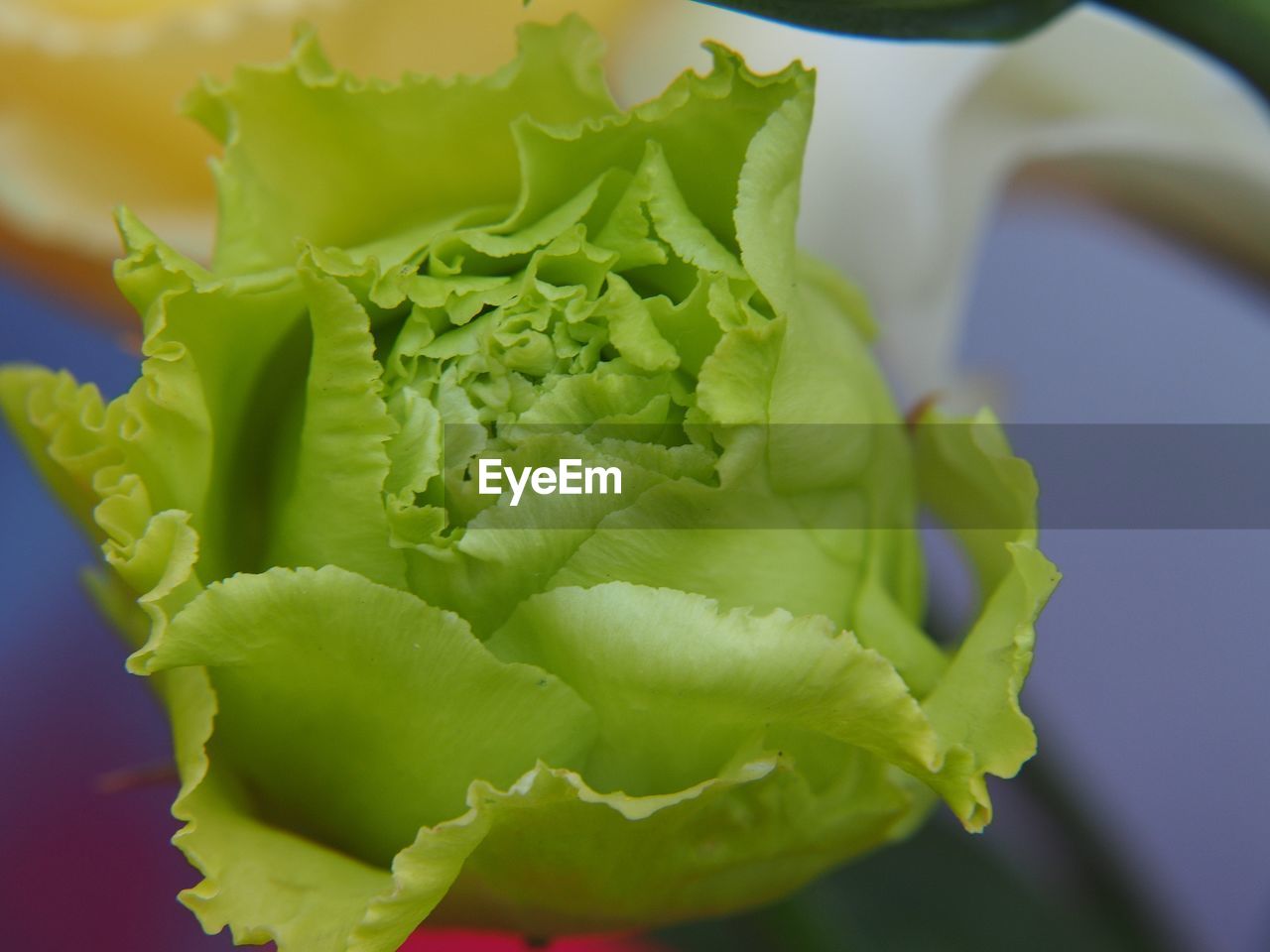 CLOSE-UP OF GREEN TOMATO