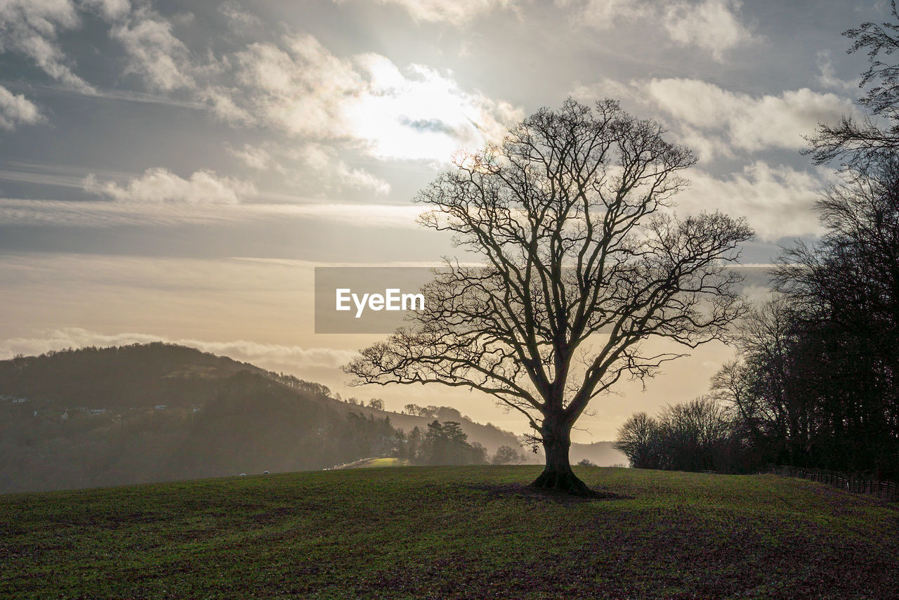 Bare oak tree on field against sky in winter