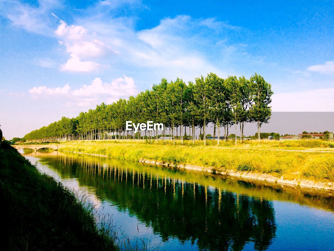 TREES BY LAKE AGAINST SKY