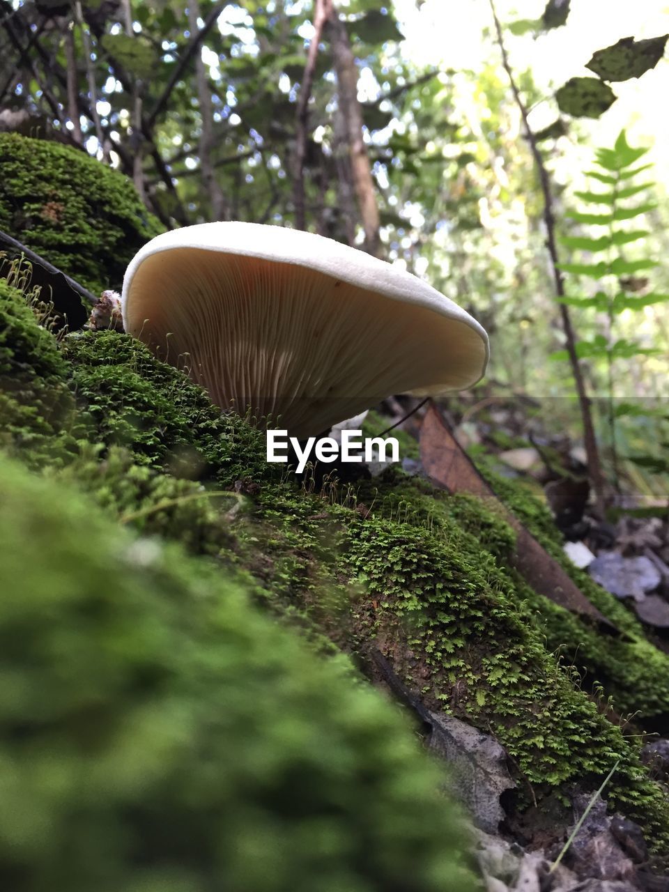 CLOSE-UP OF MUSHROOMS GROWING ON FIELD