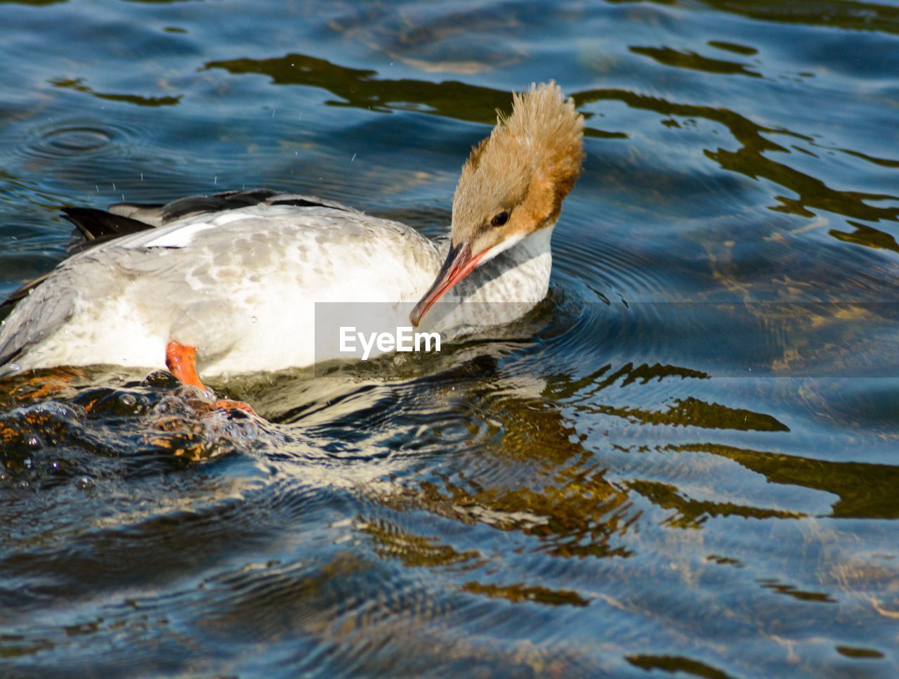 Duck swimming in lake