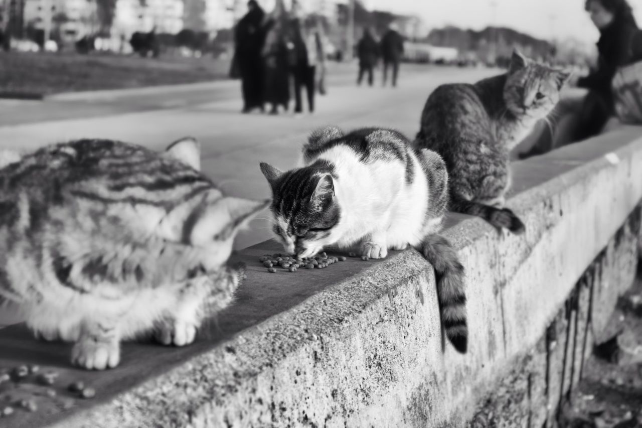 Cats eating beans on retaining wall