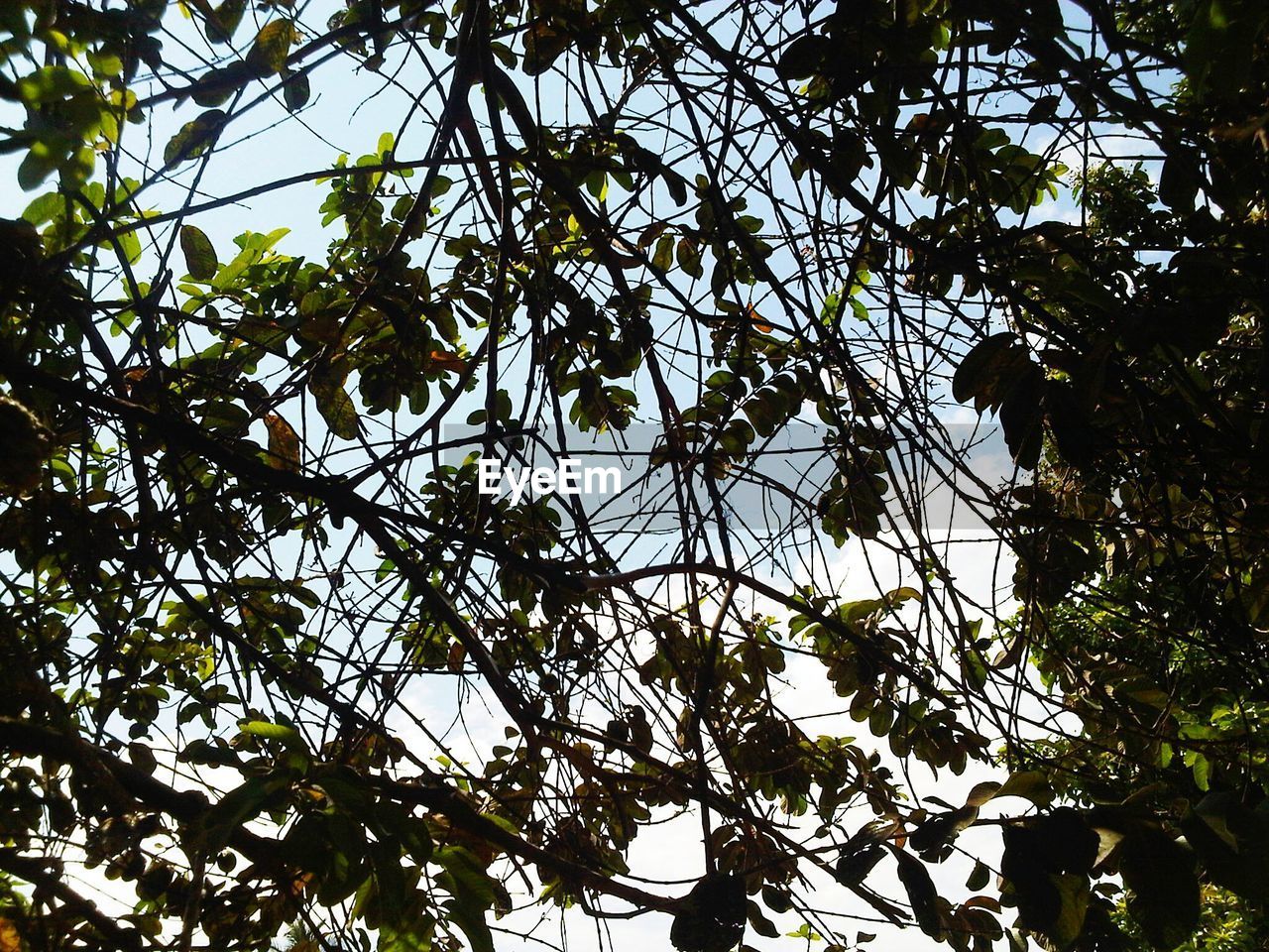 LOW ANGLE VIEW OF FRUIT TREE