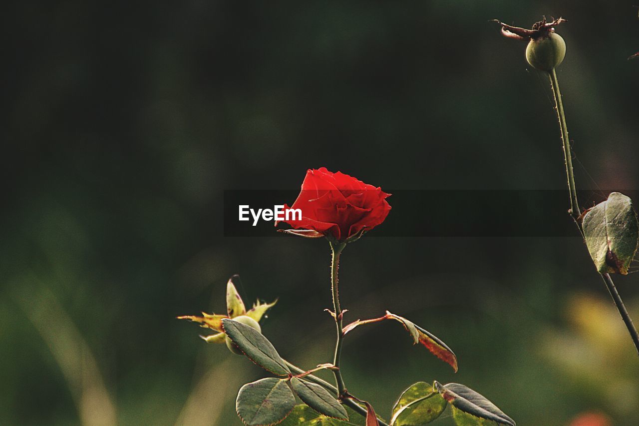 Close-up of red flower against blurred background