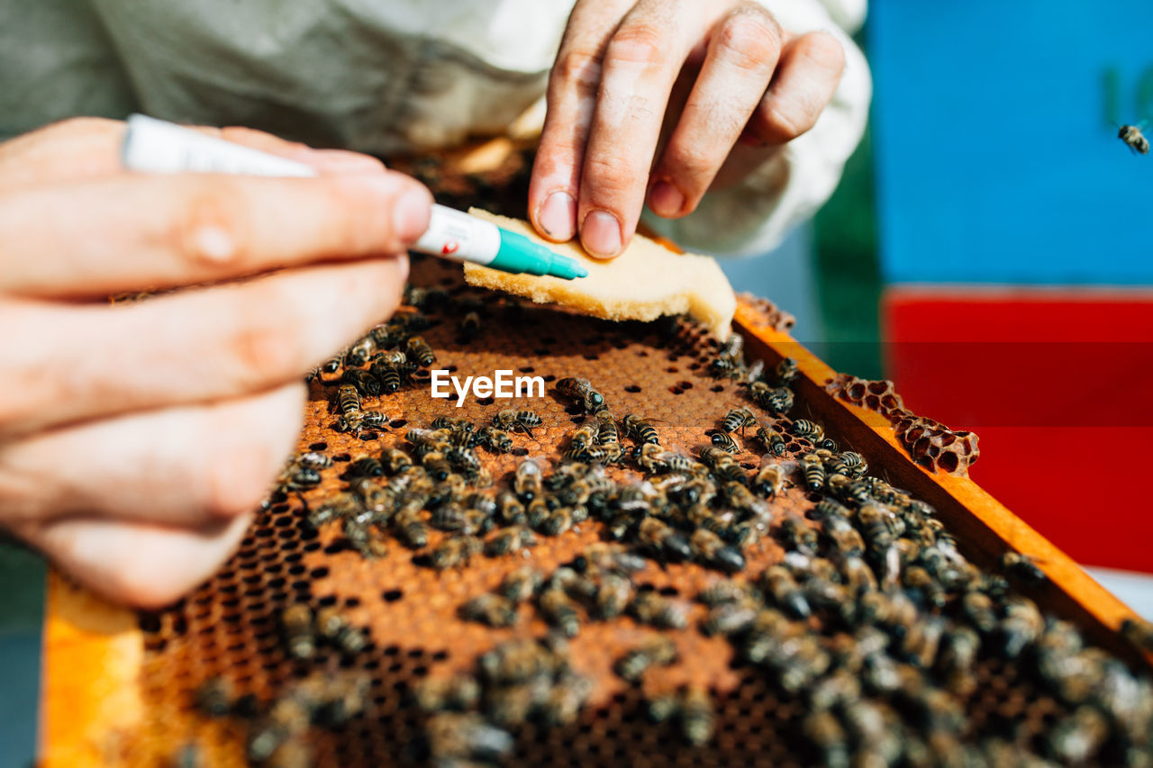 Cropped hand applying medicine on honey bee