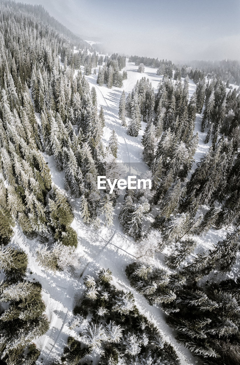 Trees on snow covered landscape against sky